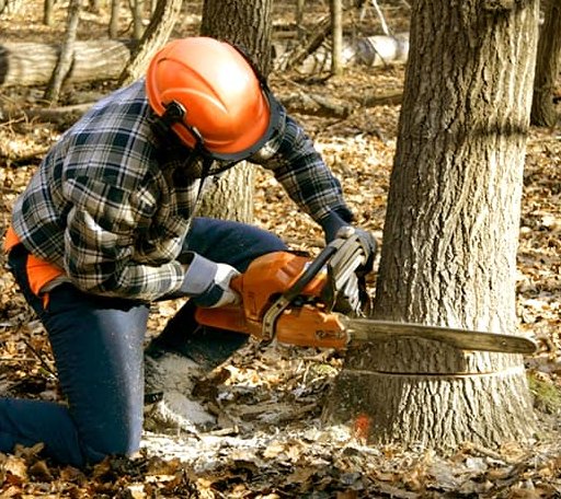 Tree Removal in Brookline, NH